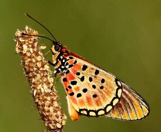 File:Acraea natalica Natal acraea.jpg