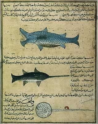 File:Arabic-Manuscript-zoology.jpg