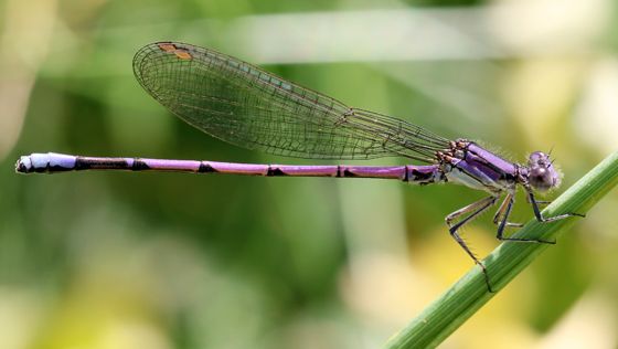 File:Argia violacea fumipennis.jpg