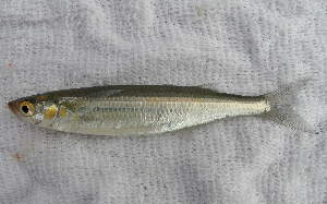 File:Atherinops affinis.png