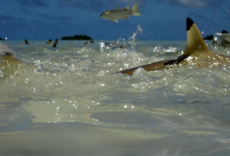 File:Carcharhinus melanopterus feeding.jpg