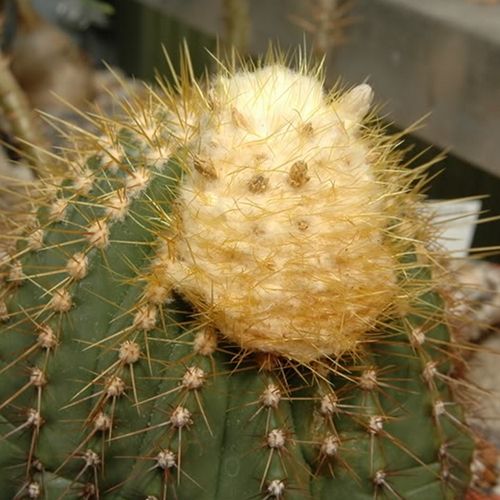 File:Coleocephalocereus aureus01.jpg