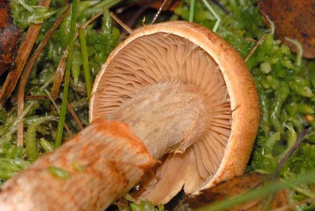 File:Cortinarius.armillatus2.-.lindsey.jpg