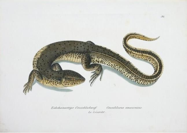 File:Crocodilurus amazonicus Schinz.JPG