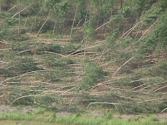 File:Downburst damage.jpg