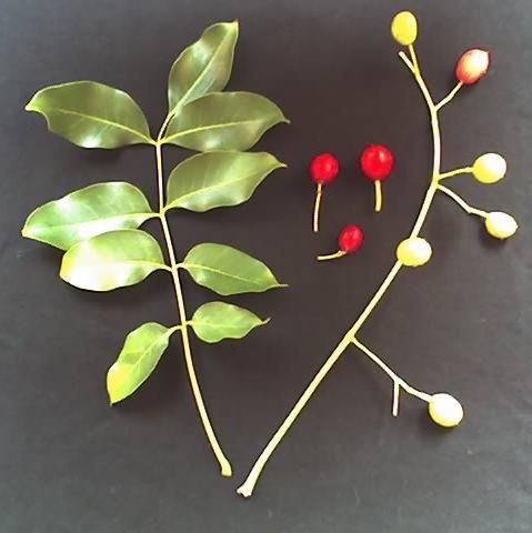 File:Ekebergia capensis leaf and fruit.JPG