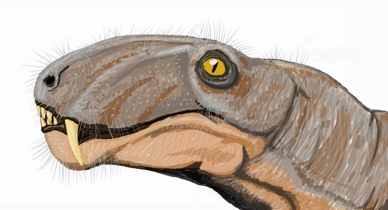 File:Eotitanosuchus head.jpg