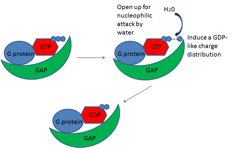 File:GAP mechanism of activity.png