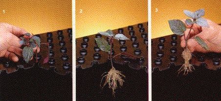 File:GTI-Aeroponic-Genesis Rooting-1983.jpg