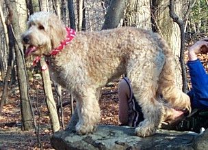 File:Goldendoodle Bailey portrait.jpg