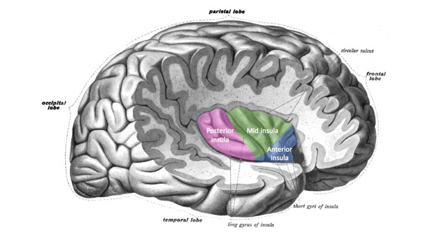 File:Insula structure.png