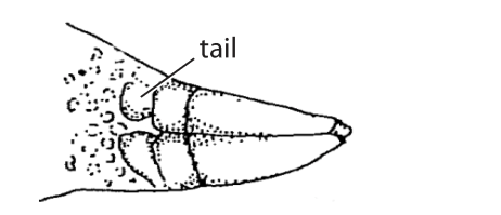 File:M10. Tail scales (V13h).png