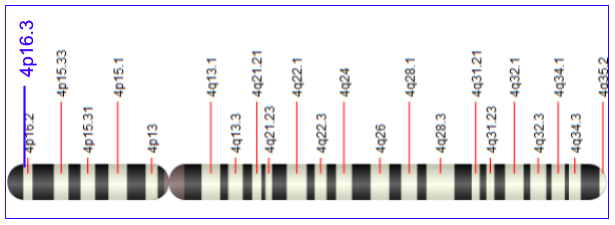 File:Map of Chromosome 4.png