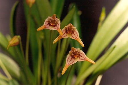 File:Masdevallia striatella.jpg