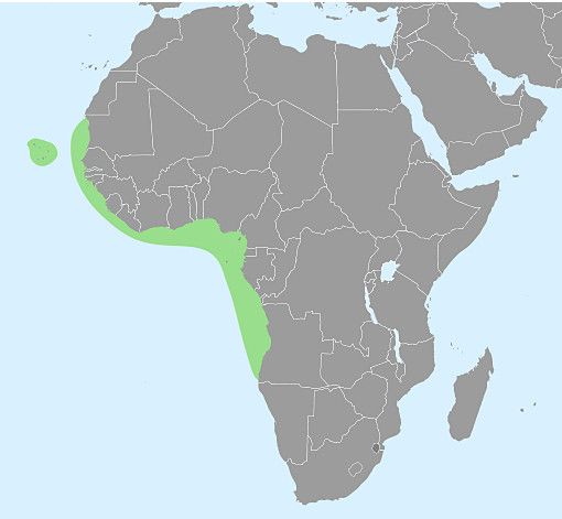 File:Ocypode africana distribution map.jpg