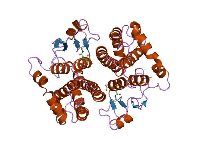 File:PDB 1hnb EBI.jpg