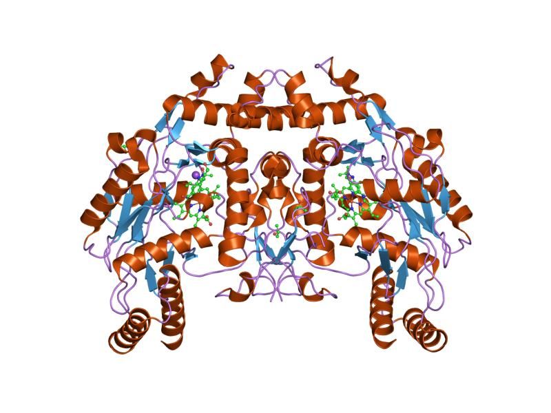 File:PDB 1m9m EBI.jpg