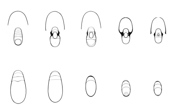 File:Section cut Nautilus.jpg