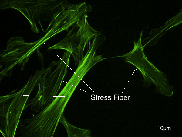 File:Stress fibers.png