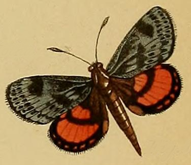 File:Synemon notha Westwood 1877.png