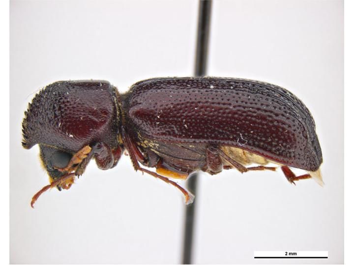 File:Amphicerus simplex.jpg