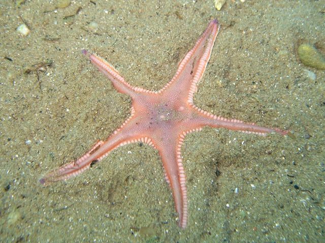 File:Astropecten irregularis pentacanthus Trieste07 5234.jpg