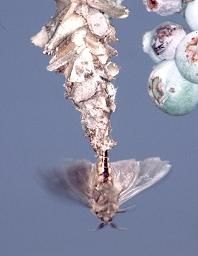 File:Bagworm Moths Mating.jpg