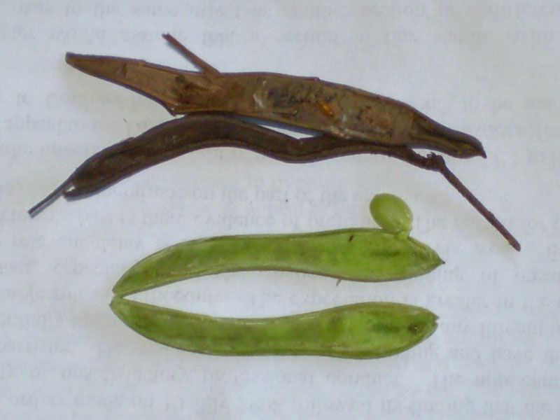 File:Calliandra S disected pods.jpg