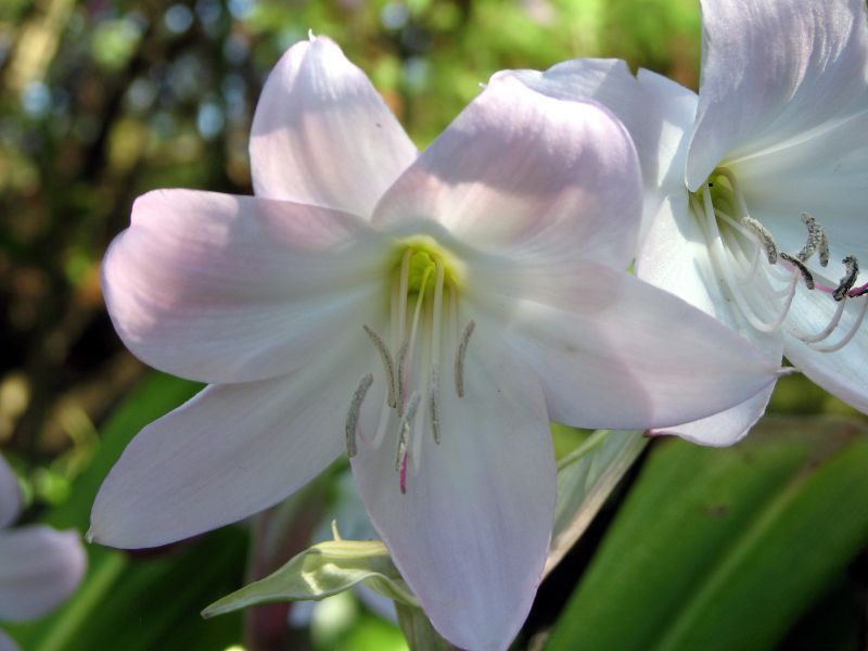 File:Crinum moorei (1561072583).jpg