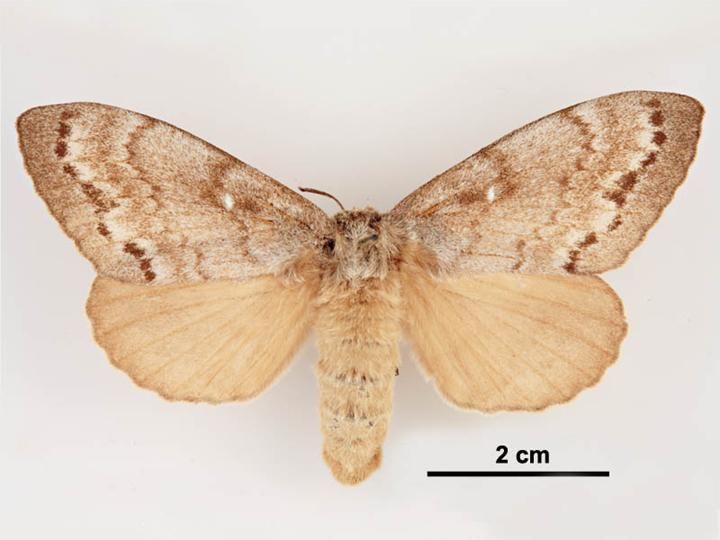 File:Dendrolimus superans sibirica female dorsal.jpg