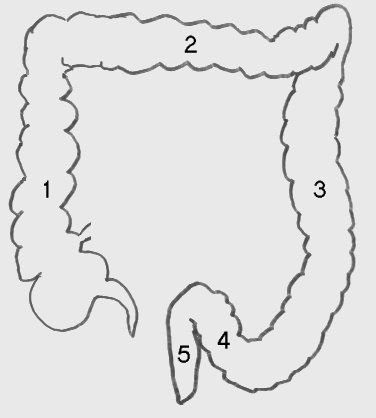 File:Dickdarm-Schema.jpg