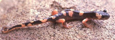 File:Ensatina eschscholtzii klauberi.jpg