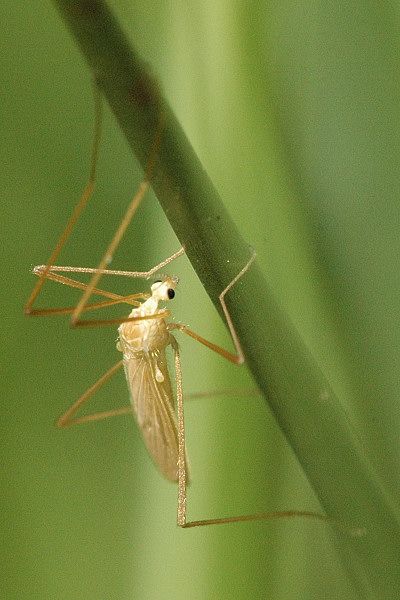 File:Erioptera.flavata.-.lindsey.jpg