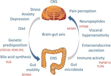 File:Irritable bowel syndrome factors.jpg