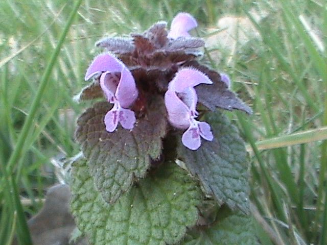 File:Lamium purpureum Closeup.jpg