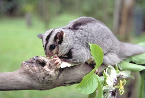 File:Mahogany glider.jpg