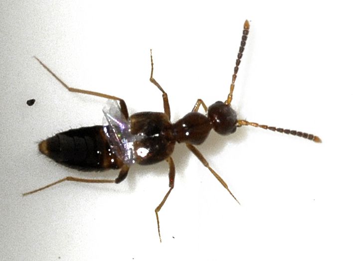 File:Myrmecocephalus-concinnus-01-fws.jpg