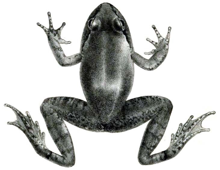 File:Nanorana vicina from Sclater 1892.jpg