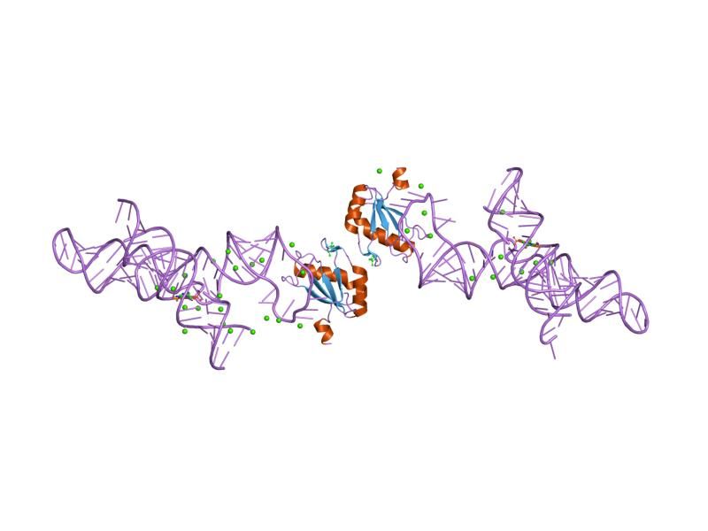 File:PDB 1m5v EBI.jpg