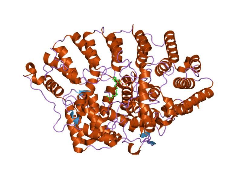 File:PDB 1o1r EBI.jpg