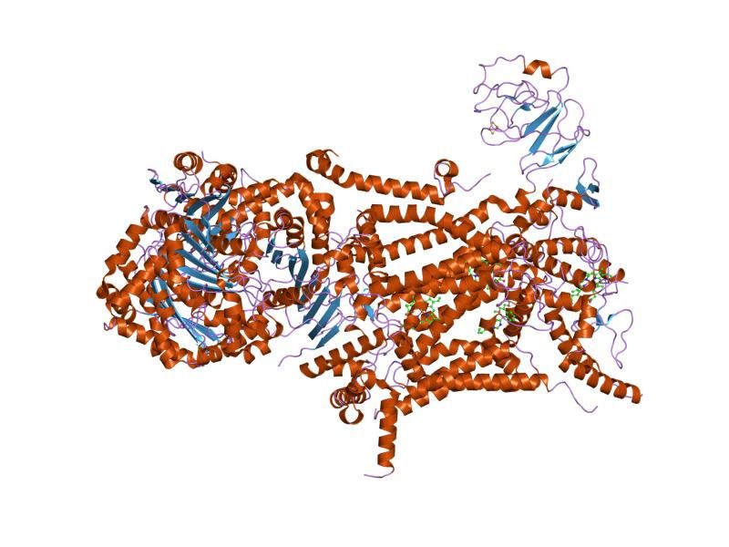 File:PDB 1sqb EBI.jpg