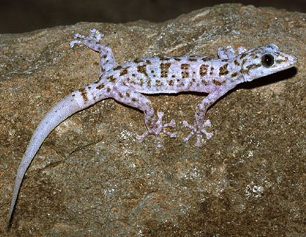 File:Phyllodactylus xanti.jpg