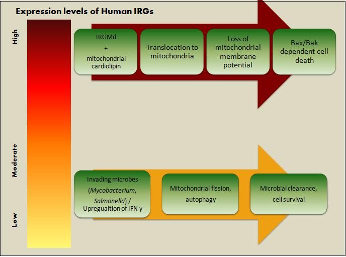 File:Putative mechaism of action of Human IRGM.jpg