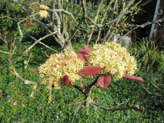 File:Sorbus megalocarpa.jpg