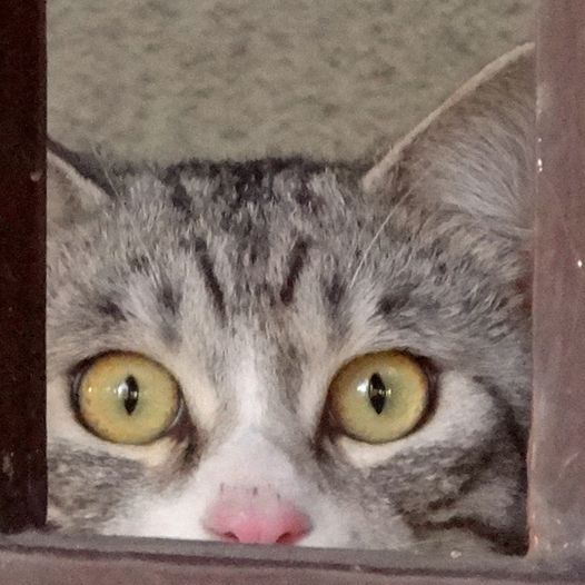 File:Surprised look Cat (2015 photo; cropped 2022).jpg