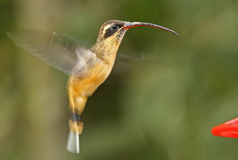 File:Tawny-bellied Hermit (Phaethornis syrmatophorus).jpg