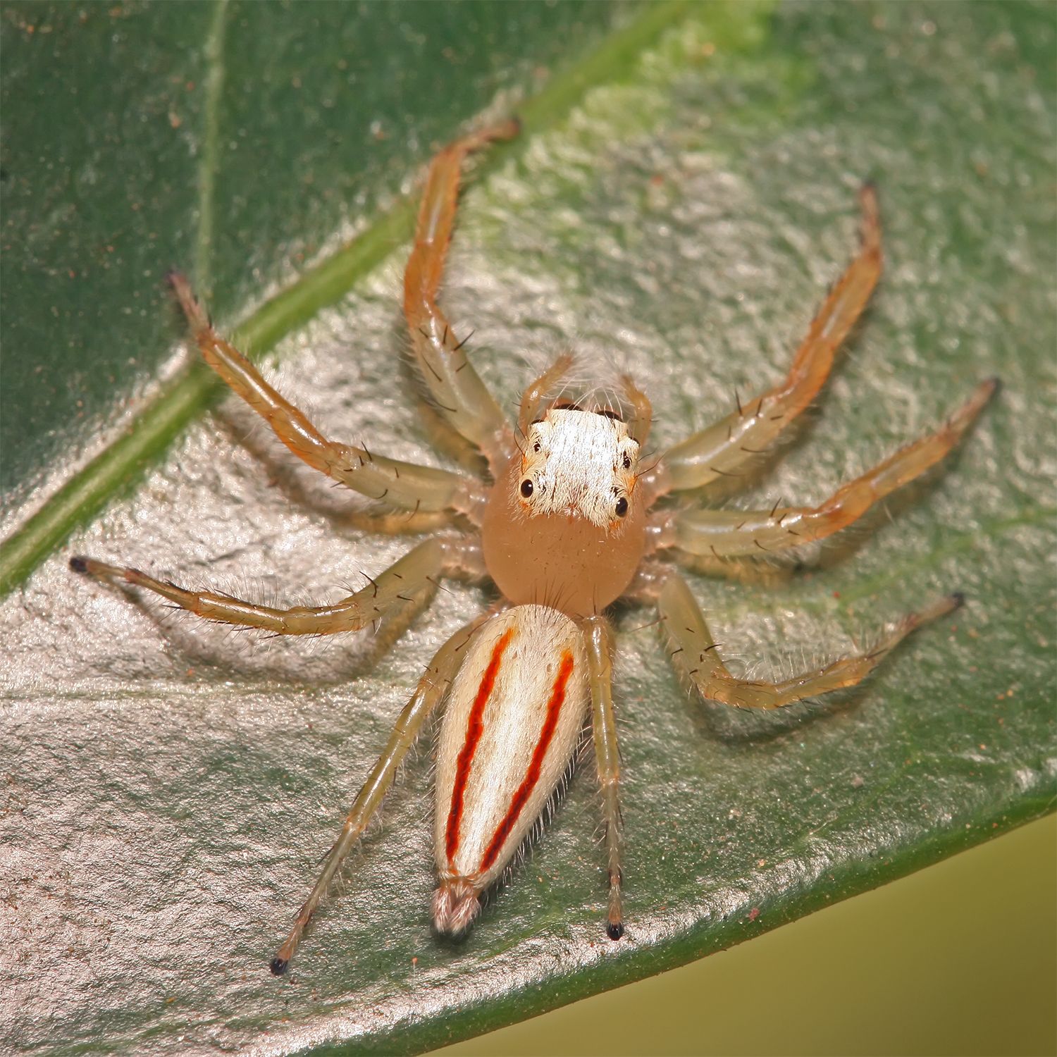 Hi! Happy Hallowe'en! I'm the friendly orange jumping spider at the bottom of this page! I'm called Telamonia dimidiata! Pleased to meet you! ...What are you doing with that newspaper?