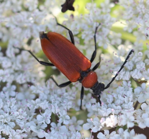 File:2020 06 30 Stictoleptura fontenayi w.jpg