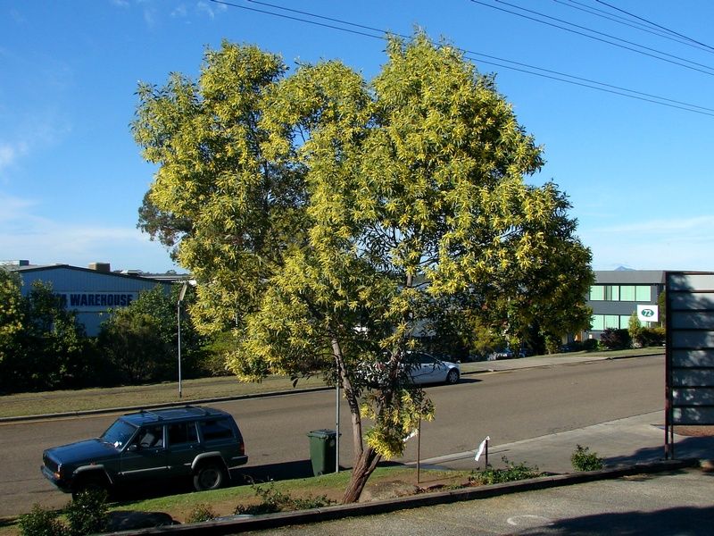 File:Acacia concurrens 1.jpg