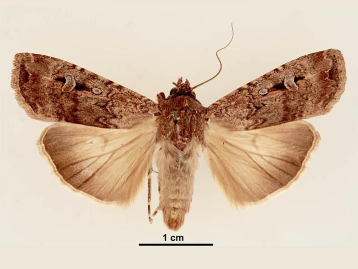 File:Agrotis infusa female dorsal.jpg